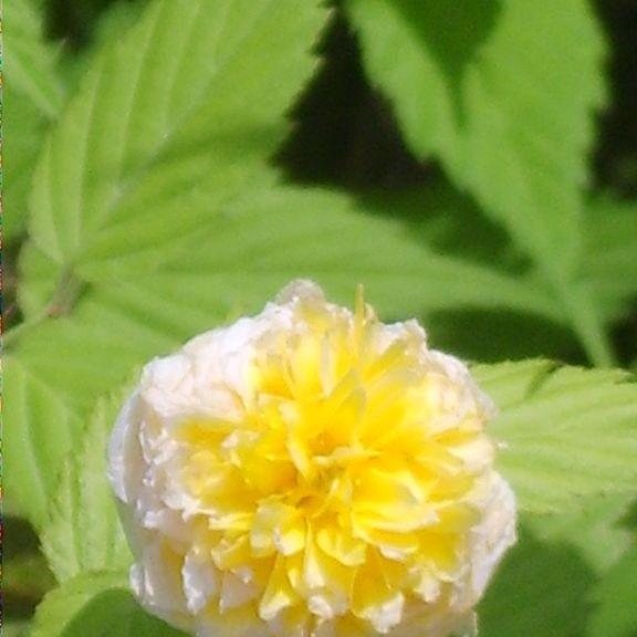 Kerria japonica Pleniflora in the GardenTags plant encyclopedia Japanese Rose Pleniflora in the GardenTags plant encyclopedia