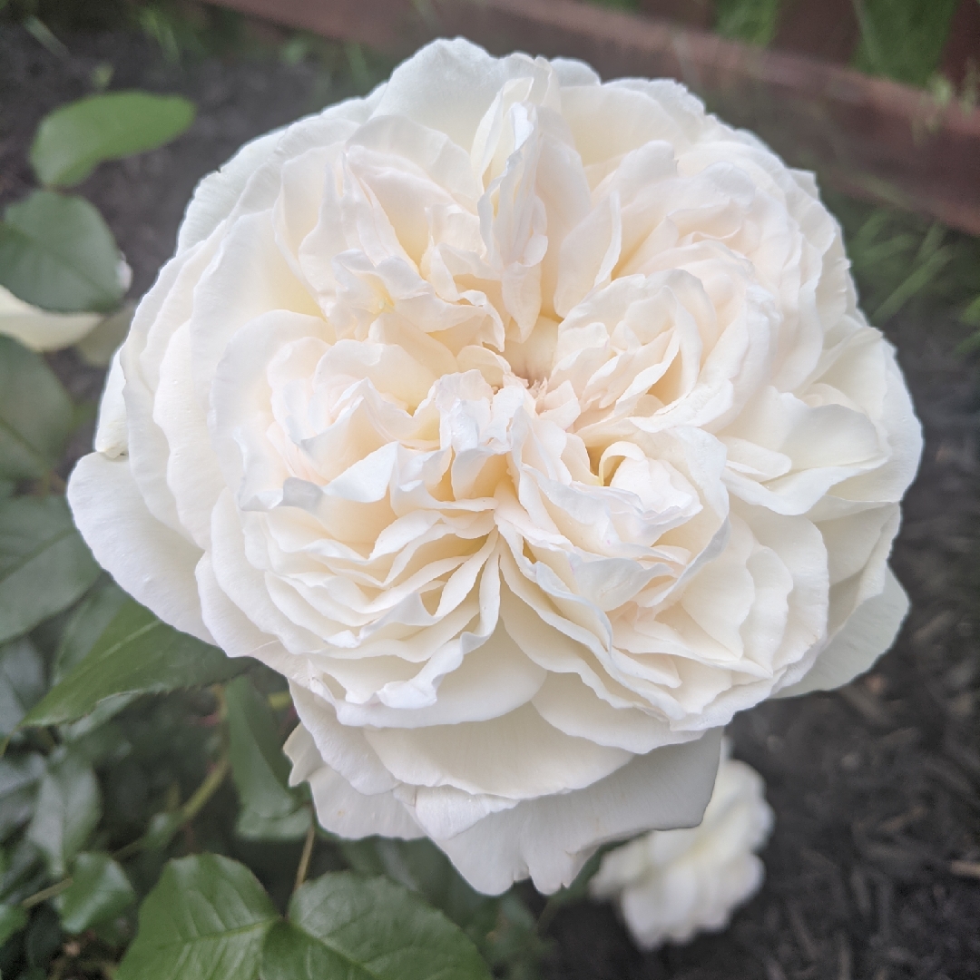 Rosa Meidelweis syn. Rosa Bolero in the GardenTags plant encyclopedia Rose Bolero (Floribunda) in the GardenTags plant encyclopedia