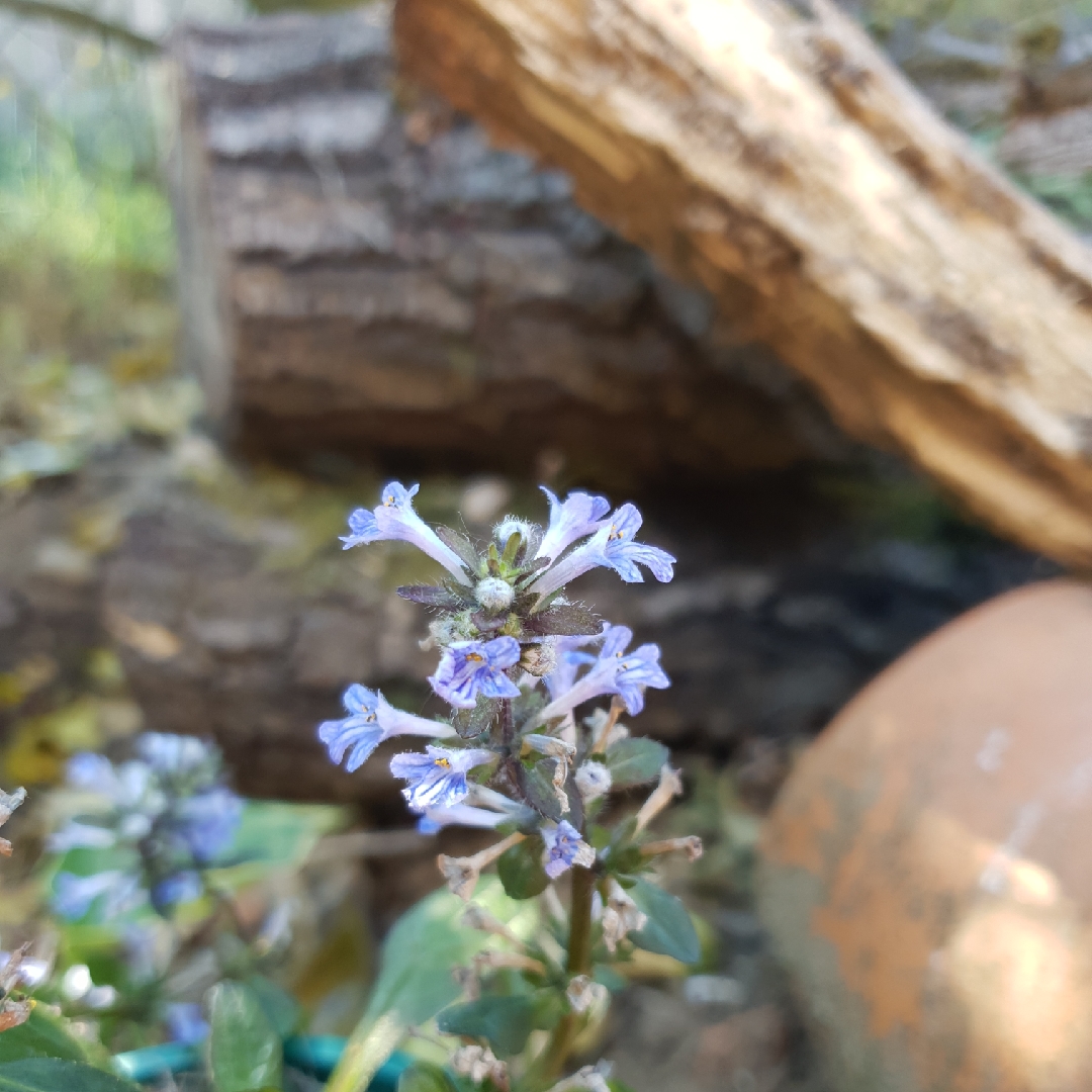 Ajuga reptans Blueberry Muffin in the GardenTags plant encyclopedia Bugle Blueberry Muffin in the GardenTags plant encyclopedia