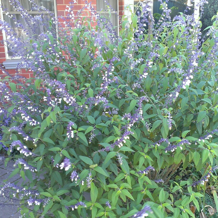Salvia Waverly in the GardenTags plant encyclopedia Salvia Waverly in the GardenTags plant encyclopedia