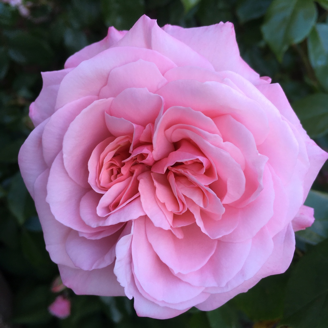 Rosa Harzeal syn. Rosa Octavia Hill in the GardenTags plant encyclopedia Rose Octavia Hill (Floribunda) in the GardenTags plant encyclopedia