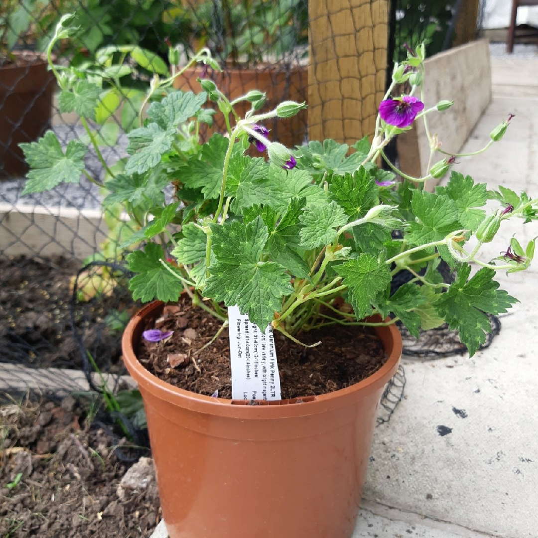 Geranium Pink Penny in the GardenTags plant encyclopedia Cranesbill Pink Penny in the GardenTags plant encyclopedia