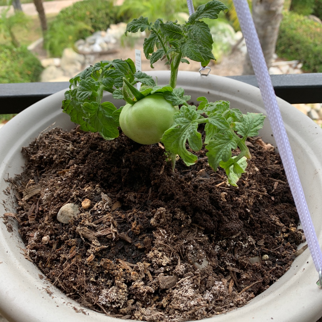 Solanum lycopersicum Husky Red in the GardenTags plant encyclopedia Tomato Husky Red in the GardenTags plant encyclopedia