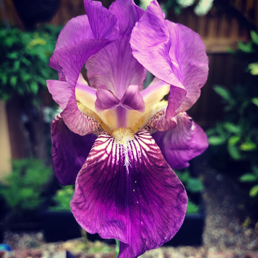 Bearded Iris Sublime Velvet in the GardenTags plant encyclopedia