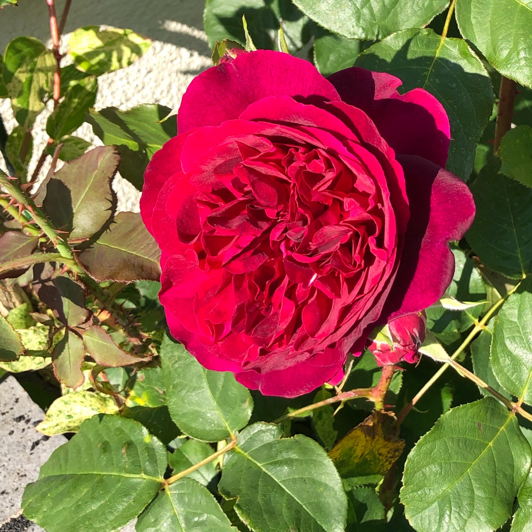 Rosa Surpassing Beauty of Woolverstone syn. Rosa Woolverstone Church Rose in the GardenTags plant encyclopedia Rose Surpassing Beauty of Woolverstone (Climbing Hybrid Perpetual) in the GardenTags plant encyclopedia