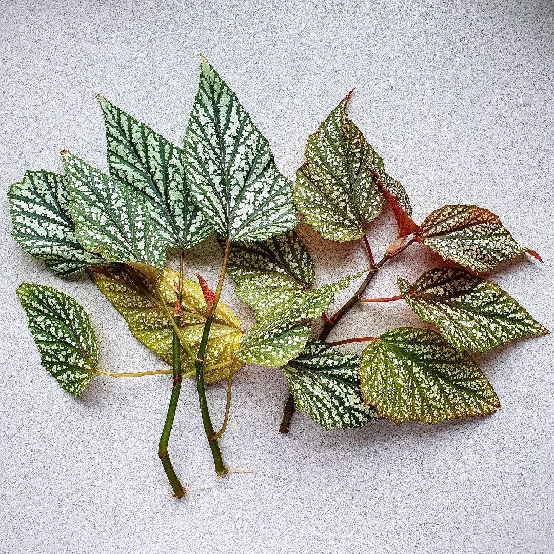 Begonia Argenteo-Guttata in the GardenTags plant encyclopedia Shrub Begonia Argenteo-Guttata in the GardenTags plant encyclopedia