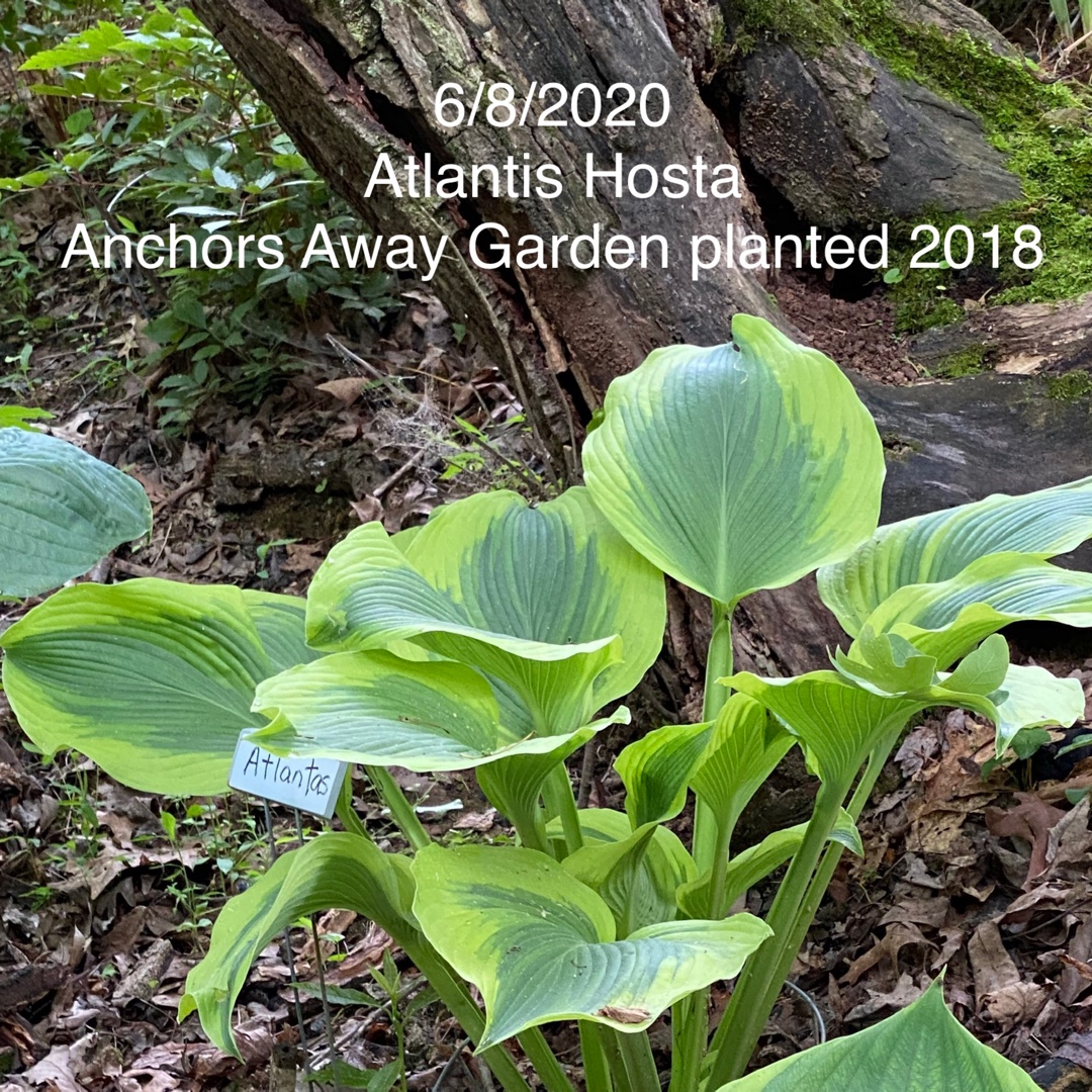 Hosta Atlantis in the GardenTags plant encyclopedia Plantain Lily Atlantis in the GardenTags plant encyclopedia
