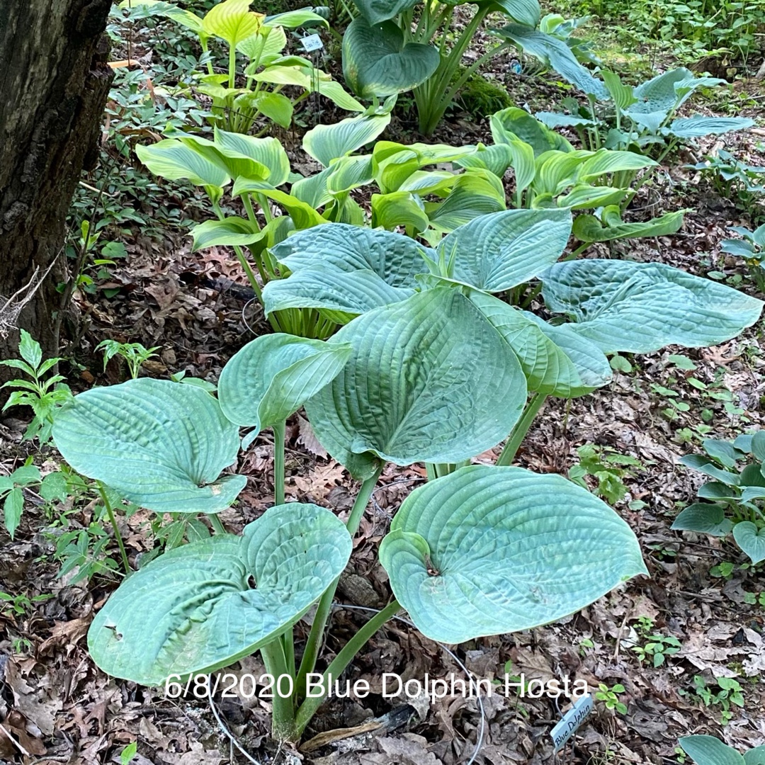 Hosta Blue Dolphin in the GardenTags plant encyclopedia Plantain Lily Blue Dolphin in the GardenTags plant encyclopedia