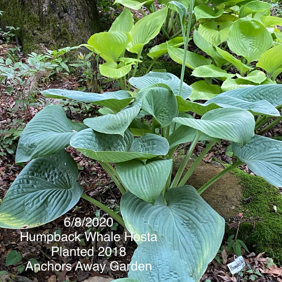 Hosta Humpback Whale in the GardenTags plant encyclopedia Plantain Lily Humpback Whale in the GardenTags plant encyclopedia