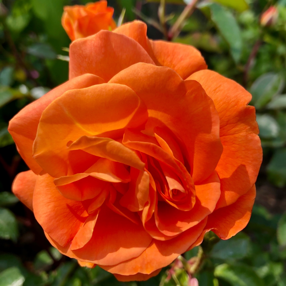 Rosa Precious Amber in the GardenTags plant encyclopedia Rose Precious Amber (Floribunda) in the GardenTags plant encyclopedia