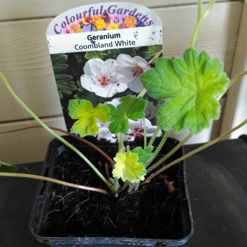 Geranium Coombland White in the GardenTags plant encyclopedia Cranesbill Coombland White in the GardenTags plant encyclopedia