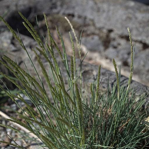 Koeleria Glauca in the GardenTags plant encyclopedia Koeleria in the GardenTags plant encyclopedia