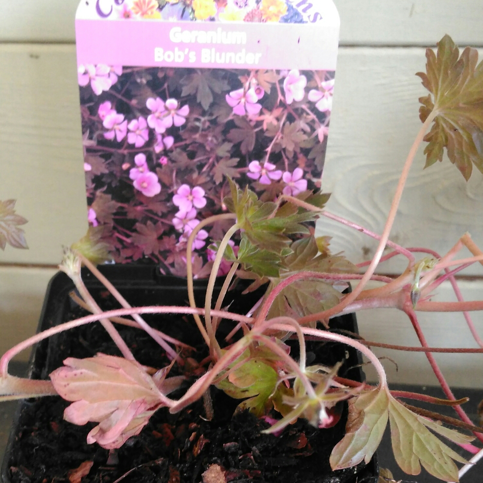 Geranium Bobs Blunder in the GardenTags plant encyclopedia Cranesbill Bobs Blunder in the GardenTags plant encyclopedia