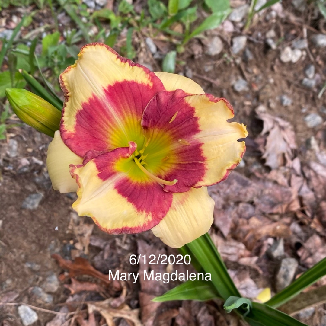 Hemerocallis Mary Magdalene in the GardenTags plant encyclopedia Daylily Mary Magdalene in the GardenTags plant encyclopedia