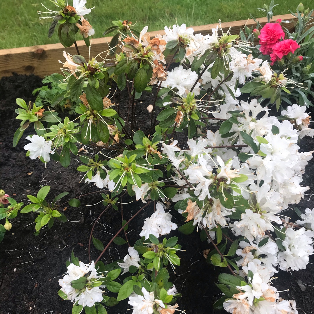 Rhododendron Adonis in the GardenTags plant encyclopedia Azalea Adonis in the GardenTags plant encyclopedia