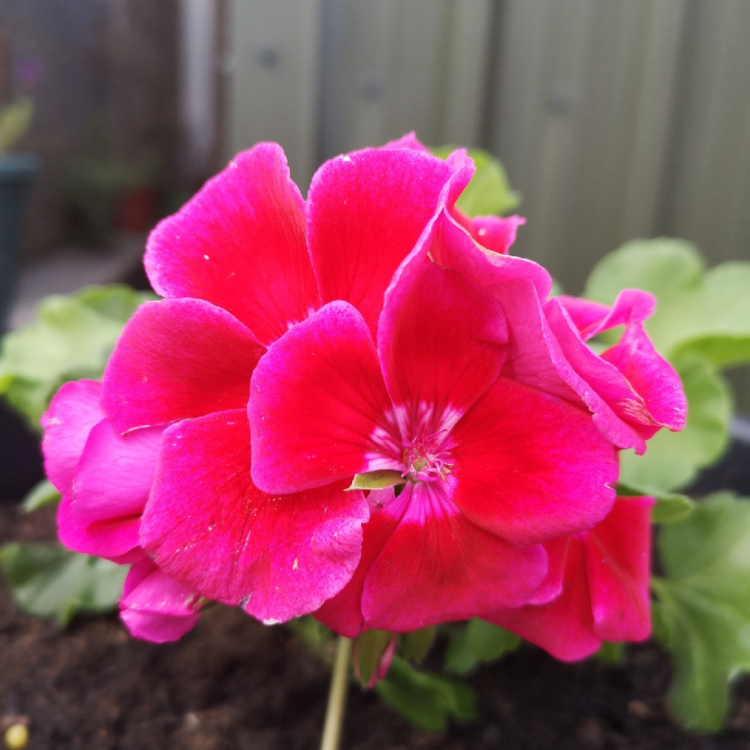 Pelargonium Peqz0006 (Calliope Medium Series) syn. Pelargonium Calliope Red Splash in the GardenTags plant encyclopedia Pelargonium Calliope Red Splash (Interspecific) in the GardenTags plant encyclopedia