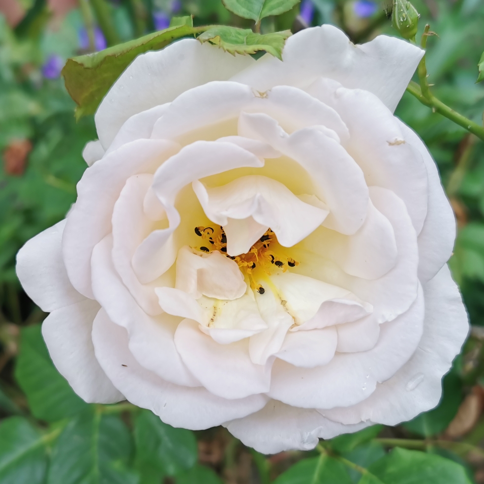 Rosa Renaissance in the GardenTags plant encyclopedia Rose Renaissance (Hybrid Tea) in the GardenTags plant encyclopedia