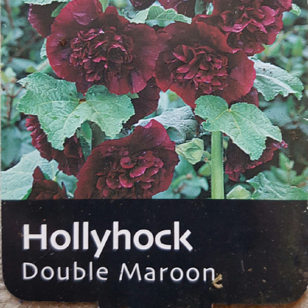 Alcea rosea Chaters Double Group Maroon in the GardenTags plant encyclopedia Hollyhock Chaters Double Group Maroon in the GardenTags plant encyclopedia