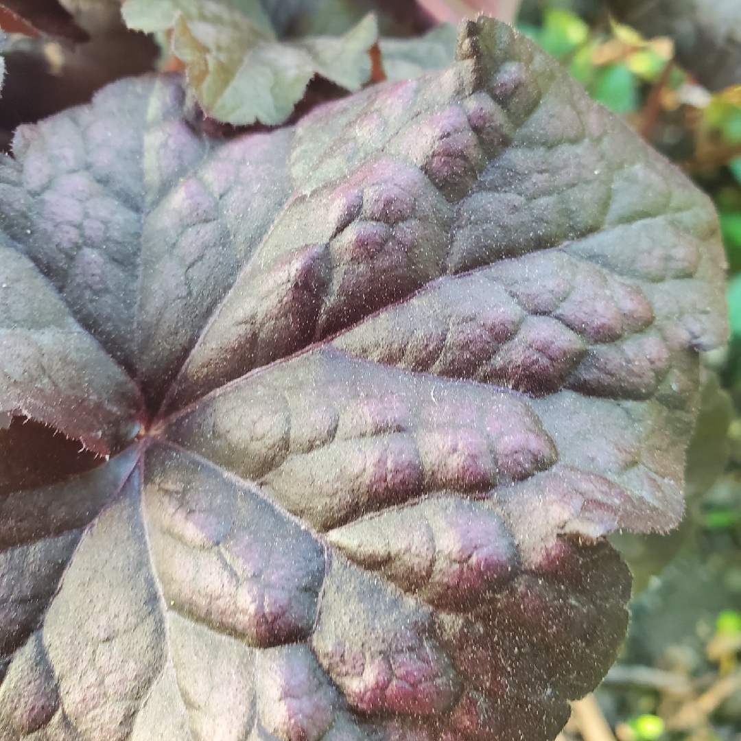 Heuchera Grape Expectations in the GardenTags plant encyclopedia Alumroot Grape Expectations in the GardenTags plant encyclopedia