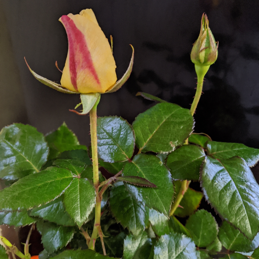 Rosa Frycalm syn. Rosa Britannia, Rosa Daybreaker, Rosa Rochemenier Village in the GardenTags plant encyclopedia Rose Britannia (Hybrid Tea) in the GardenTags plant encyclopedia
