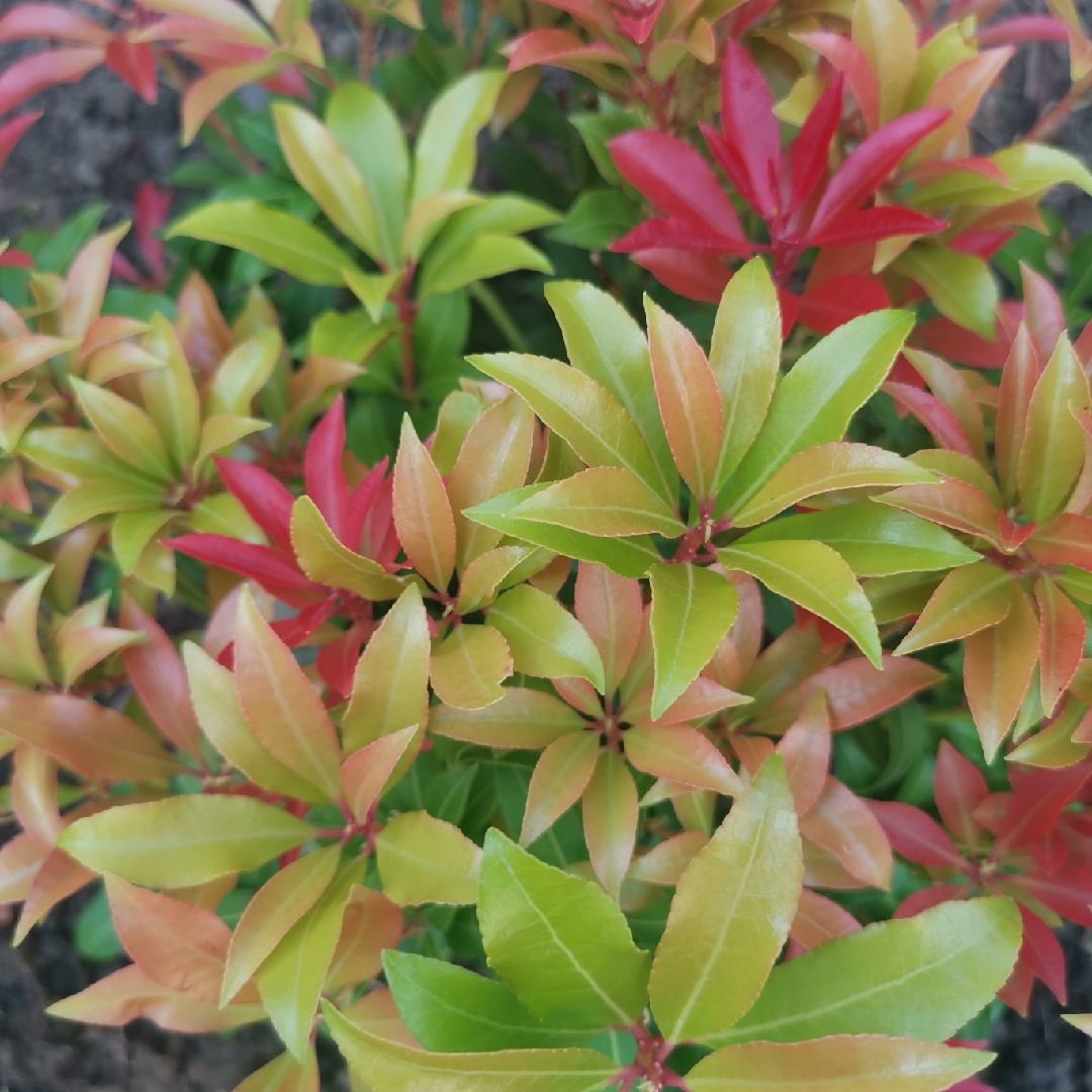 Pieris japonica in the GardenTags plant encyclopedia Japanese Pieris in the GardenTags plant encyclopedia