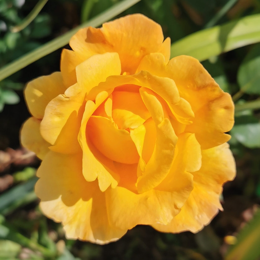 Rosa Tanky syn. Rosa Whisky Mac, Rosa Whisky in the GardenTags plant encyclopedia Rose Whisky Mac (Hybrid Tea) in the GardenTags plant encyclopedia
