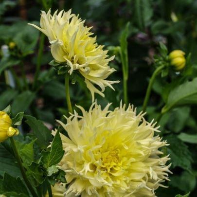 Dahlia Promise in the GardenTags plant encyclopedia Dahlia Promise (Fimbriated) in the GardenTags plant encyclopedia