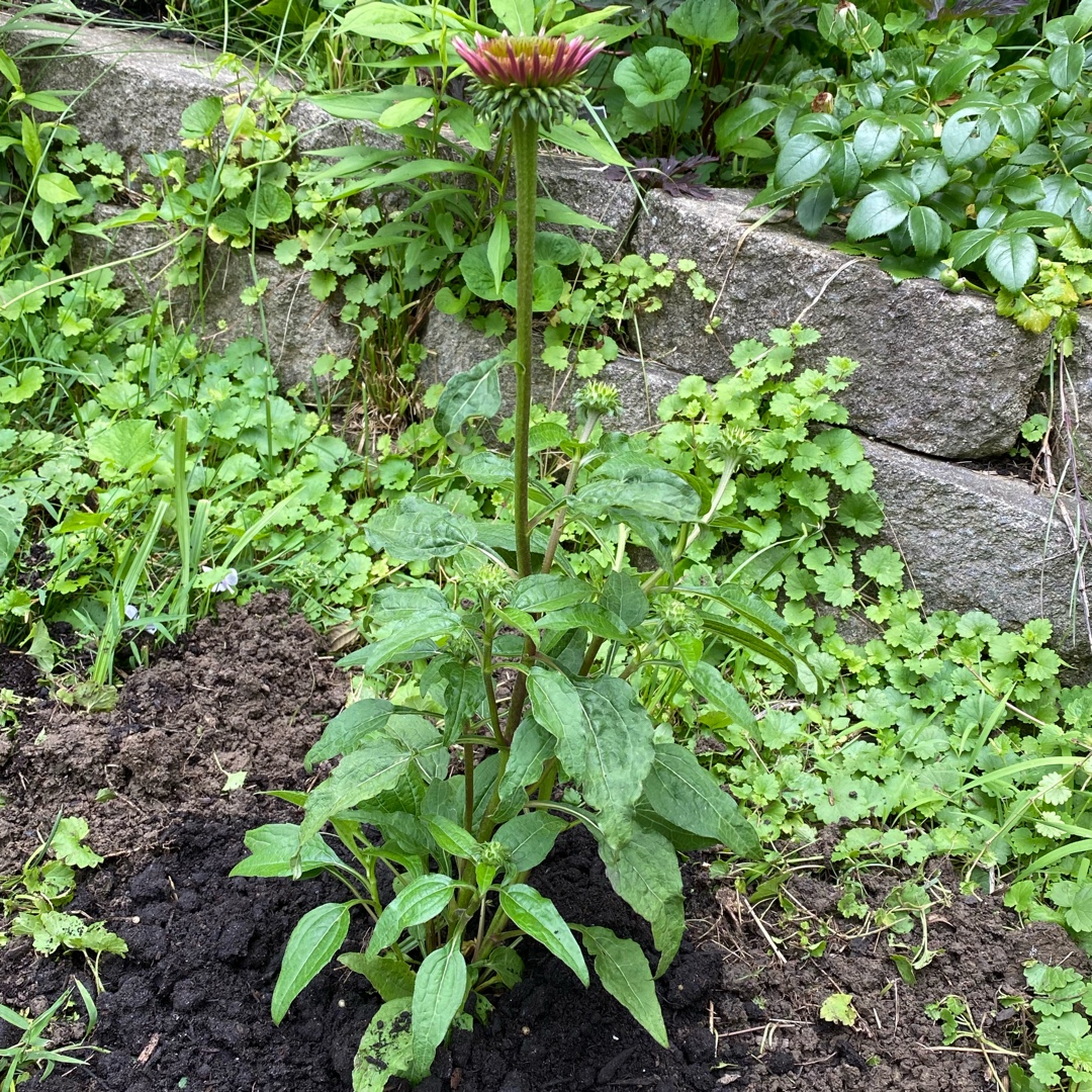 Echinacea Balscoberr (Double Scoop Series) syn. Echinacea Double Scoop Orangeberry in the GardenTags plant encyclopedia Coneflower Double Scoop Orangeberry in the GardenTags plant encyclopedia