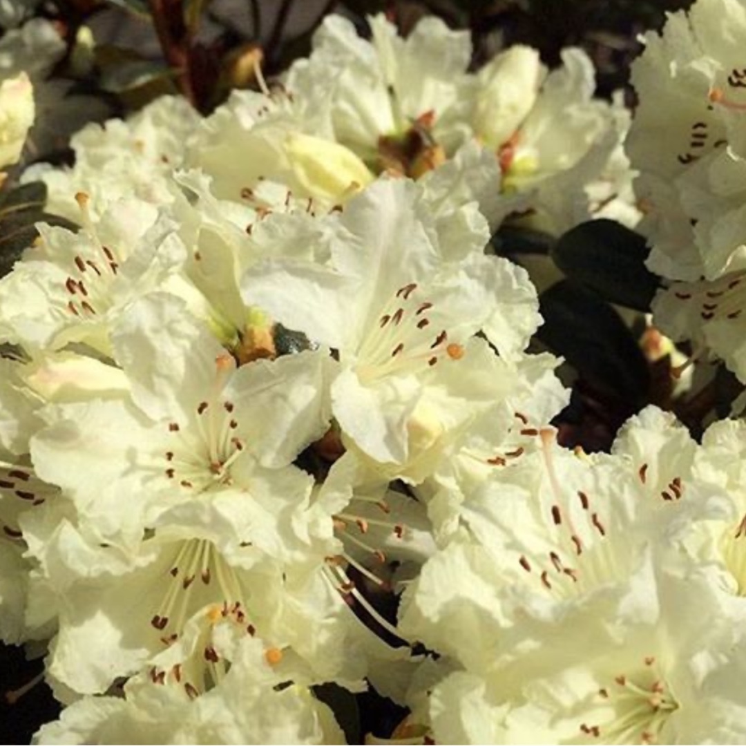 Rhododendron Cream Crest in the GardenTags plant encyclopedia