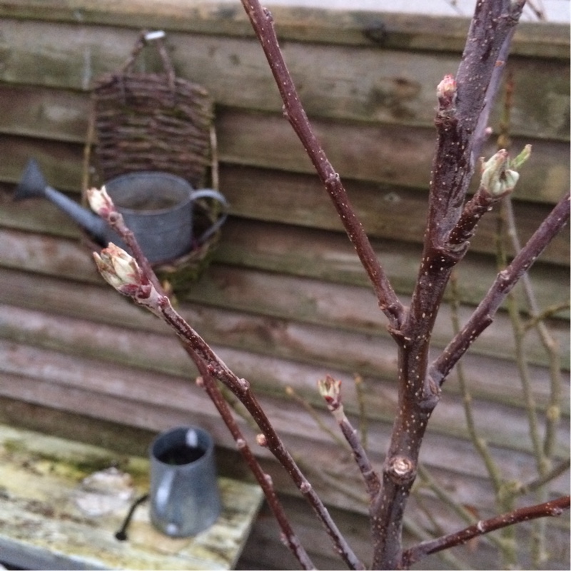 Malus domestica Elstar in the GardenTags plant encyclopedia Apple Elstar in the GardenTags plant encyclopedia