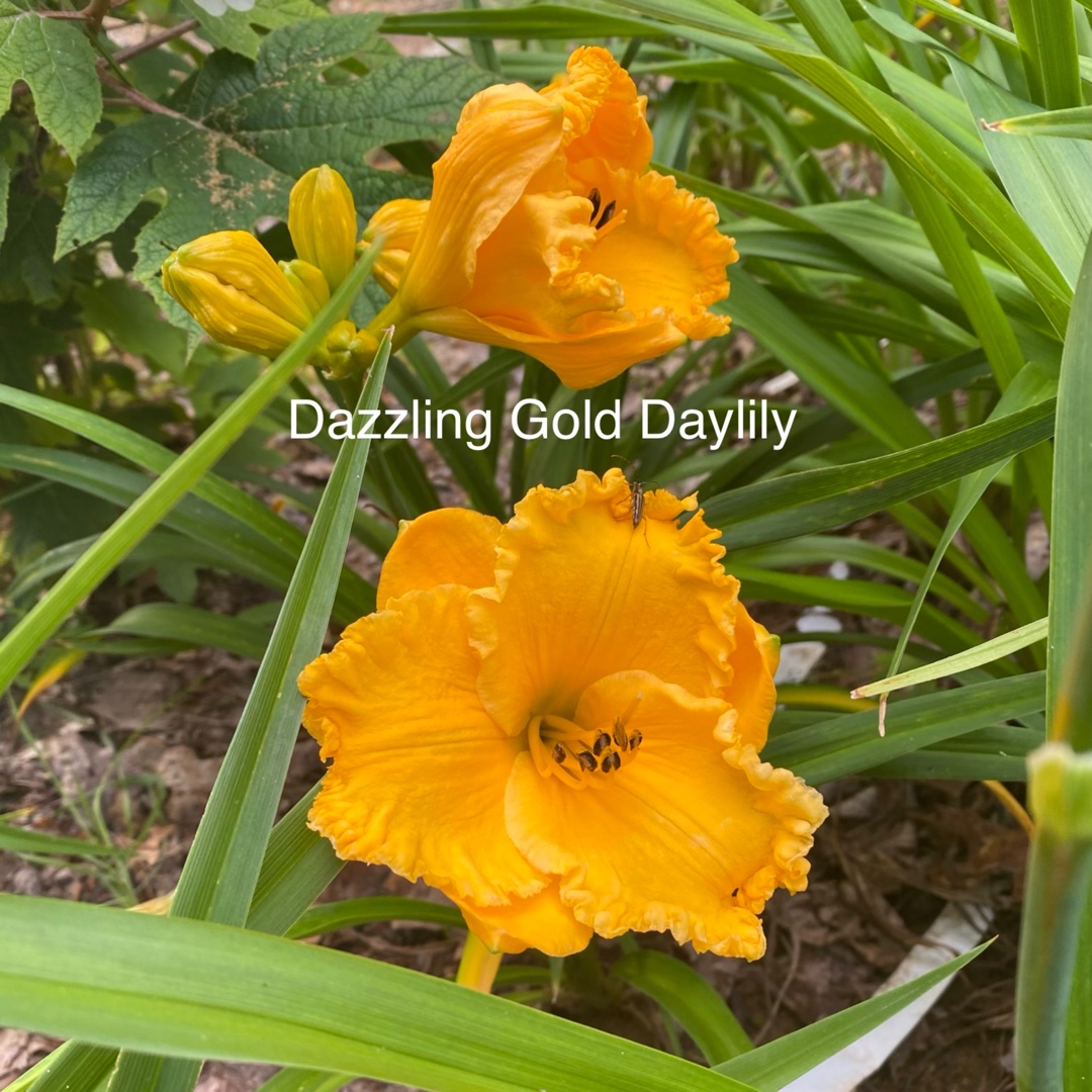 Hemerocallis Dazzling Gold in the GardenTags plant encyclopedia Daylily Dazzling Gold in the GardenTags plant encyclopedia