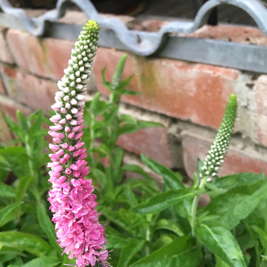Veronica spicata Pink Marshmallow in the GardenTags plant encyclopedia Spiked Speedwell Pink Marshmallow in the GardenTags plant encyclopedia