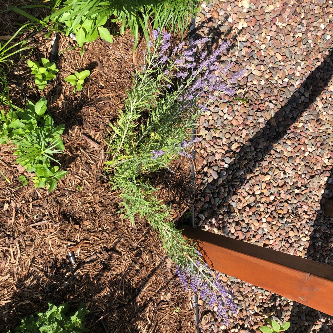 Russian Sage Blue Jean Baby in the GardenTags plant encyclopedia