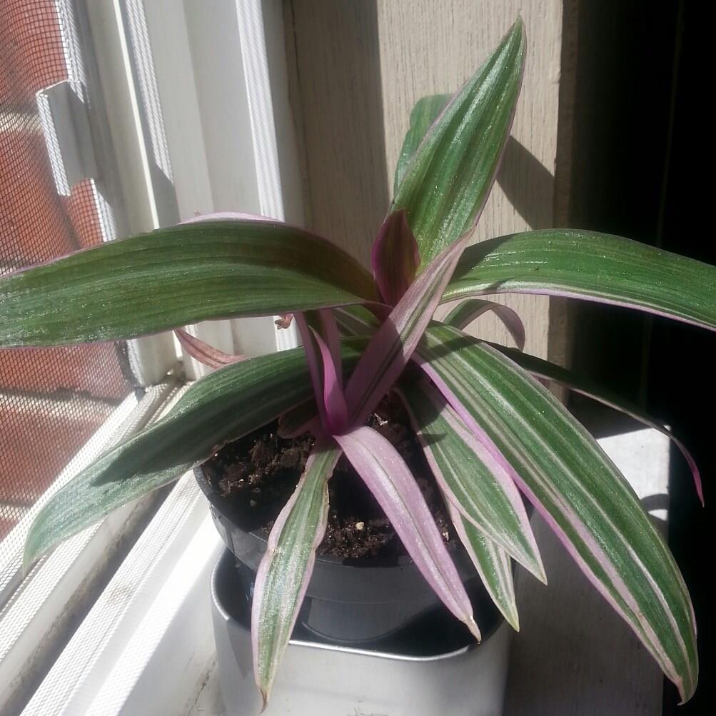 Tradescantia spathacea syn. Rhoeo spathacea, Rhoeo discolor in the GardenTags plant encyclopedia Moses-in-the-Cradle in the GardenTags plant encyclopedia
