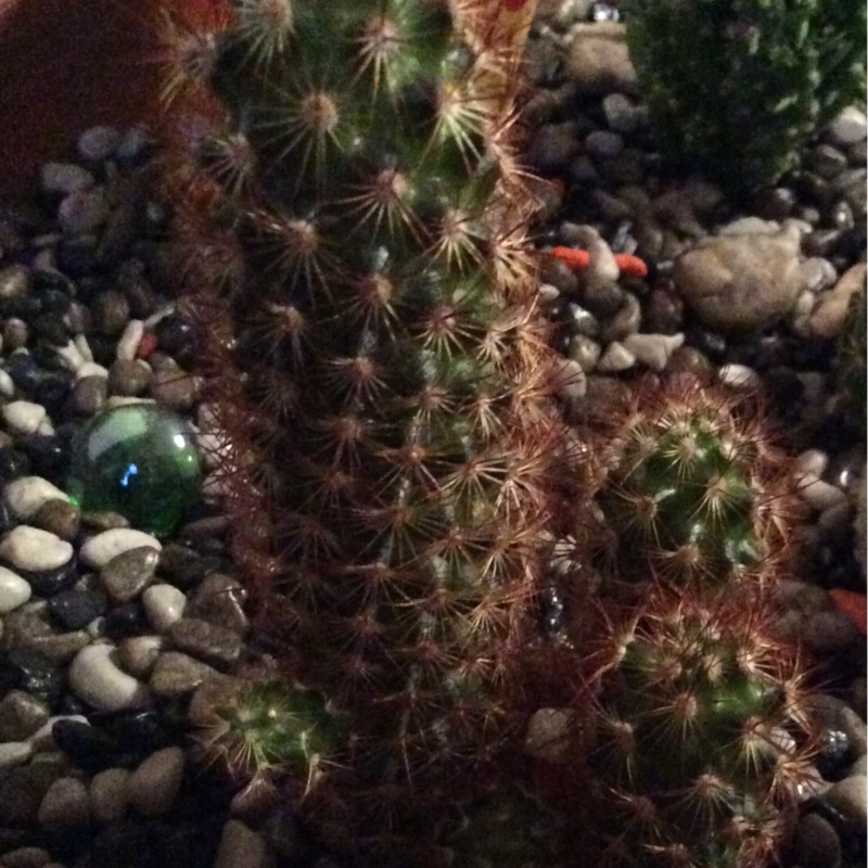Lady Finger Cactus Copper King in the GardenTags plant encyclopedia