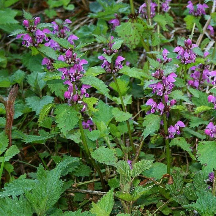 Spotted henbit in the GardenTags plant encyclopedia