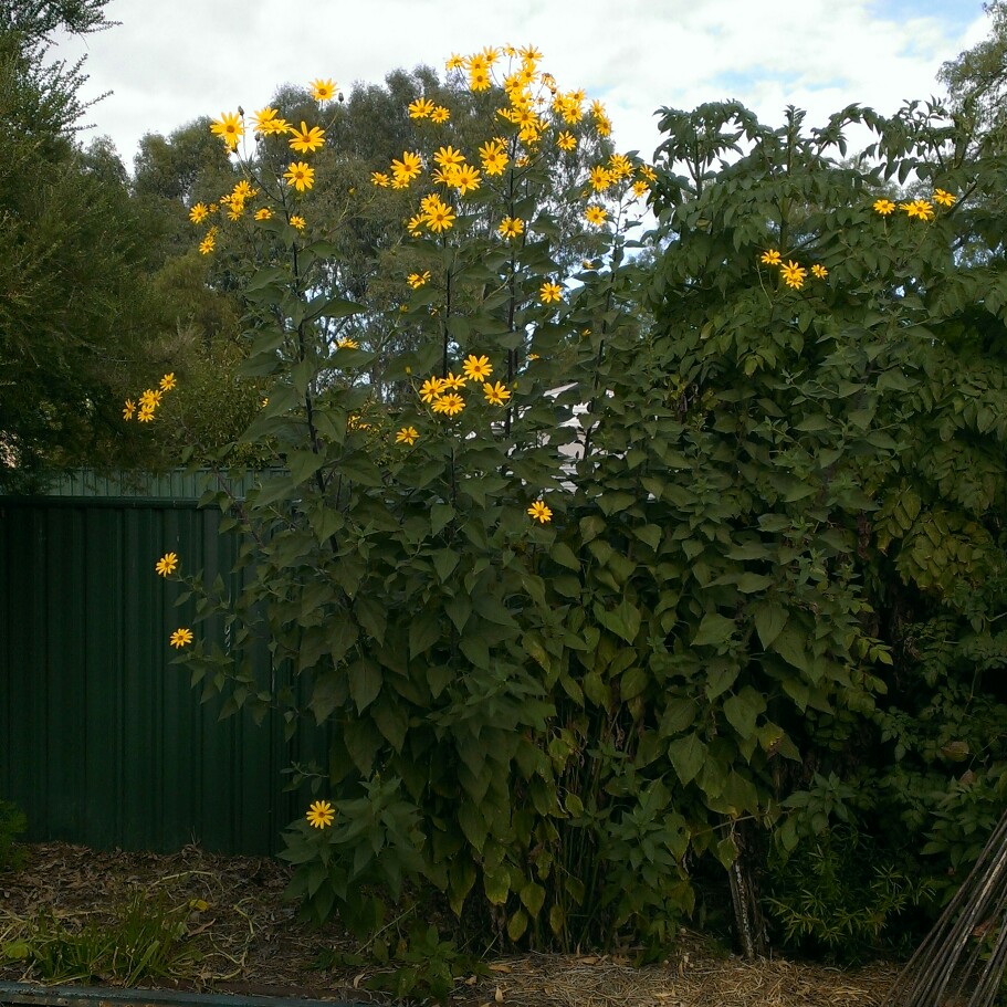 Helianthus Tuberosus in the GardenTags plant encyclopedia Jerusalem Artichoke in the GardenTags plant encyclopedia