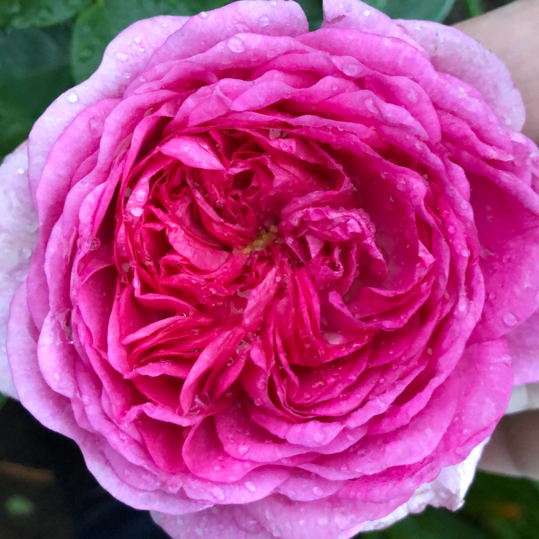 Rosa Tan12639 syn. Rosa Florida Sunset, Rosa Modern Art in the GardenTags plant encyclopedia Rose Florida Sunset (Shrub) in the GardenTags plant encyclopedia