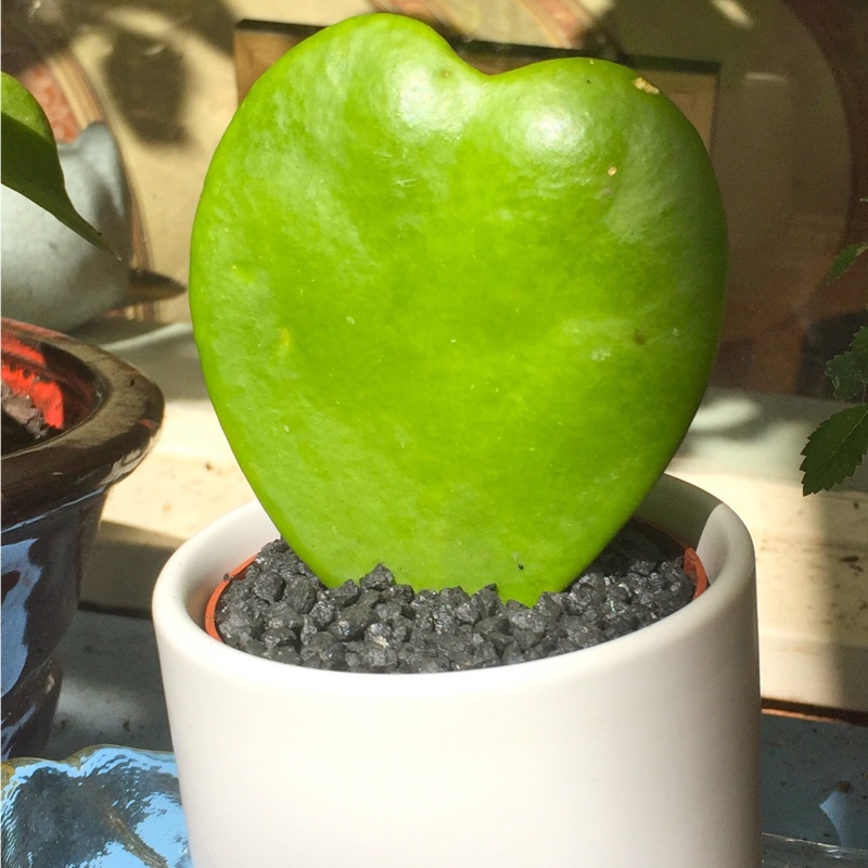 Sweetheart Hoya in the GardenTags plant encyclopedia