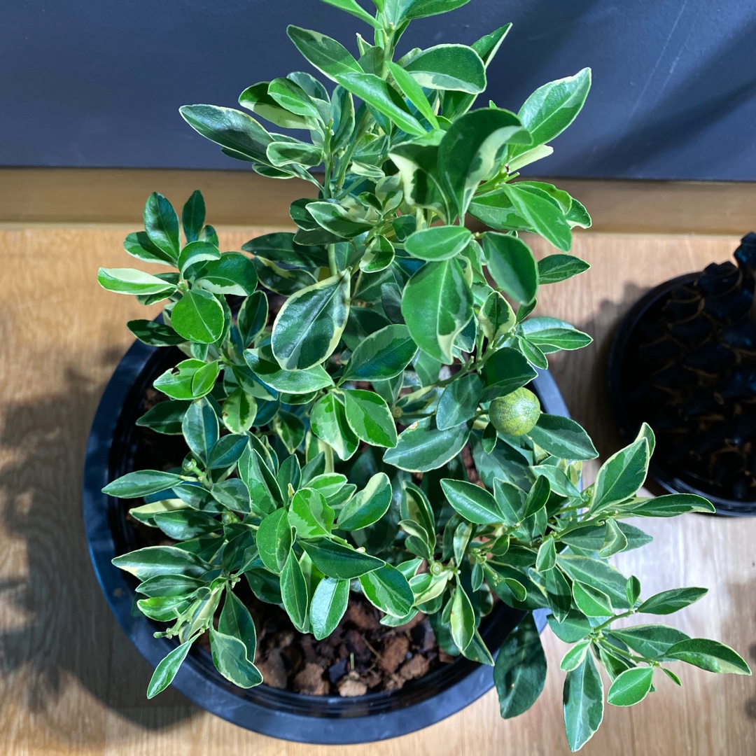 Citrus Japonica Variegata in the GardenTags plant encyclopedia Centennial Variegated Kumquat in the GardenTags plant encyclopedia