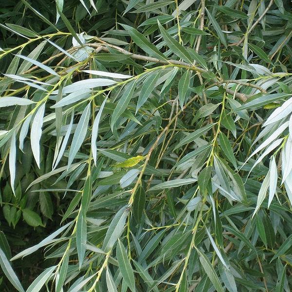 Salix in the GardenTags plant encyclopedia Willow in the GardenTags plant encyclopedia