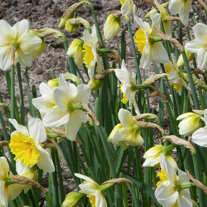 Narcissus Slim Whitman in the GardenTags plant encyclopedia Daffodil Slim Whitman (Large-cupped) in the GardenTags plant encyclopedia