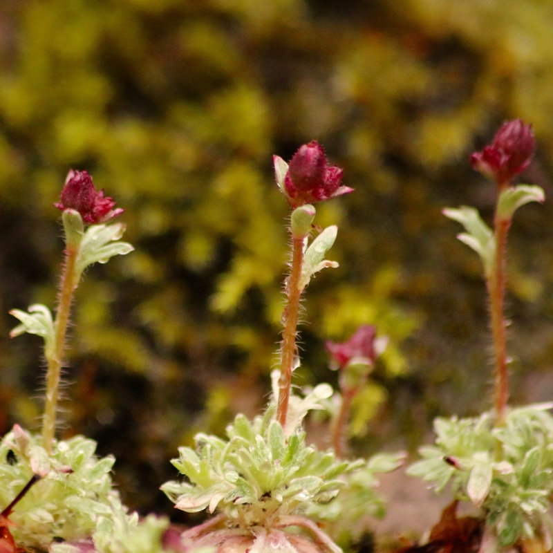 Saxifraga Silver Cushion in the GardenTags plant encyclopedia Saxifrage Silver Cushion in the GardenTags plant encyclopedia