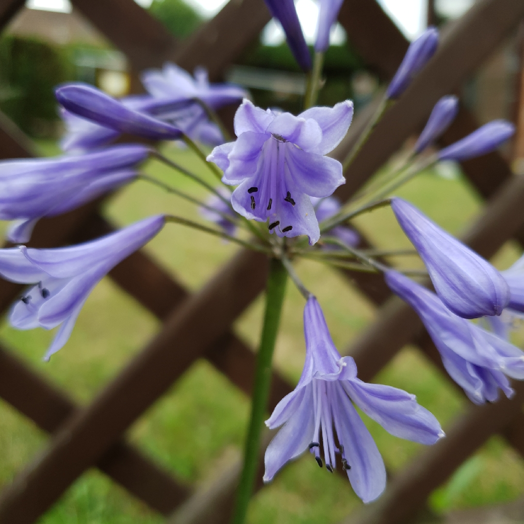 Agapanthus Queen Of The Ocean in the GardenTags plant encyclopedia African Lily Queen Of The Ocean in the GardenTags plant encyclopedia
