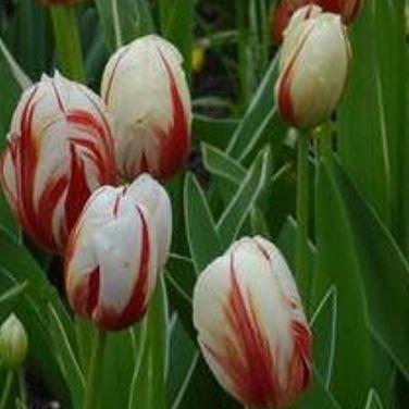 Tulipa Ice Follies in the GardenTags plant encyclopedia Tulip Ice Follies (Triumph) in the GardenTags plant encyclopedia