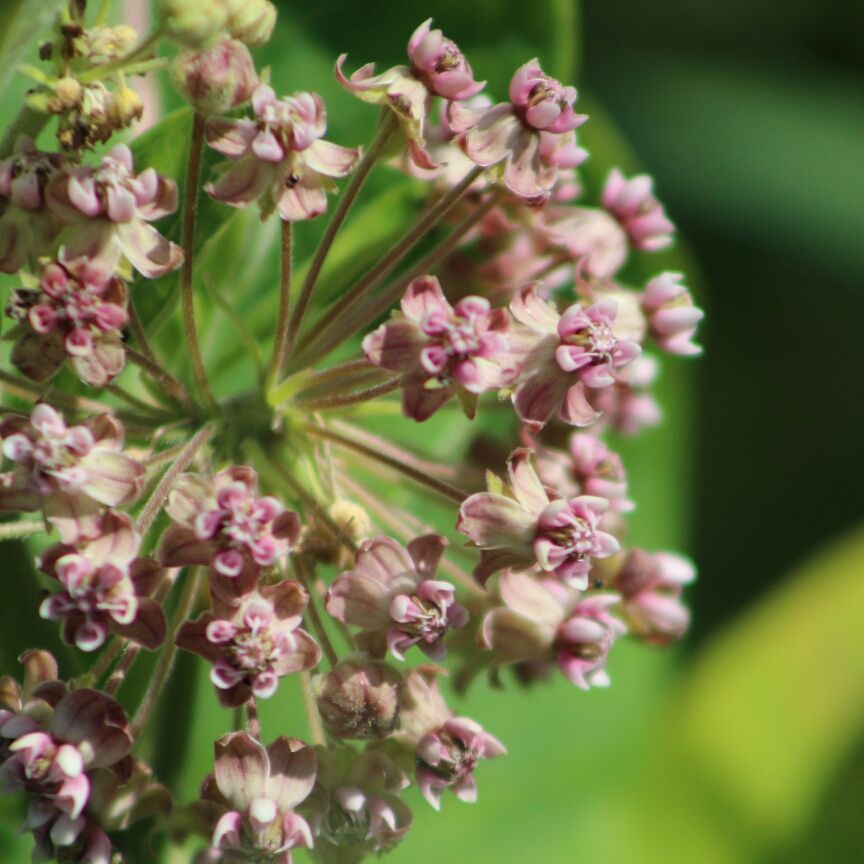 Asclepias syriaca in the GardenTags plant encyclopedia Common Milkweed in the GardenTags plant encyclopedia