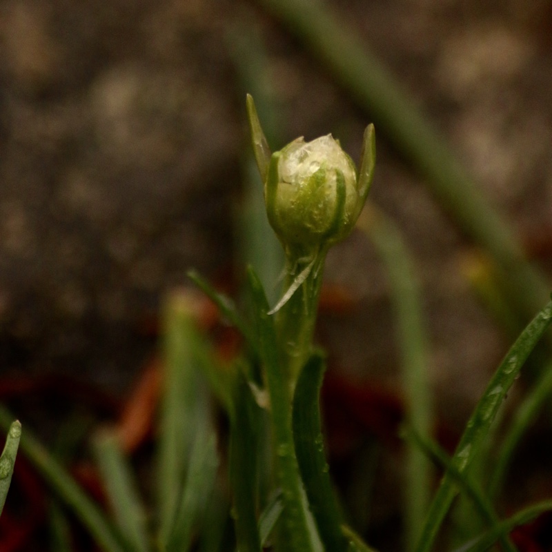 Armeria maritima Armada White in the GardenTags plant encyclopedia White Sea Thrift in the GardenTags plant encyclopedia