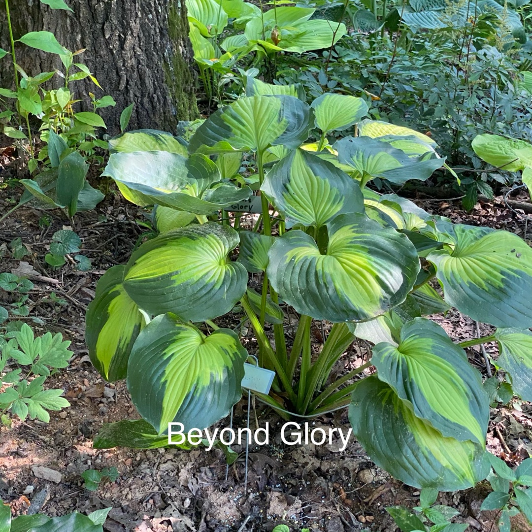 Hosta Beyond Glory in the GardenTags plant encyclopedia Plantain Lily Beyond Glory in the GardenTags plant encyclopedia
