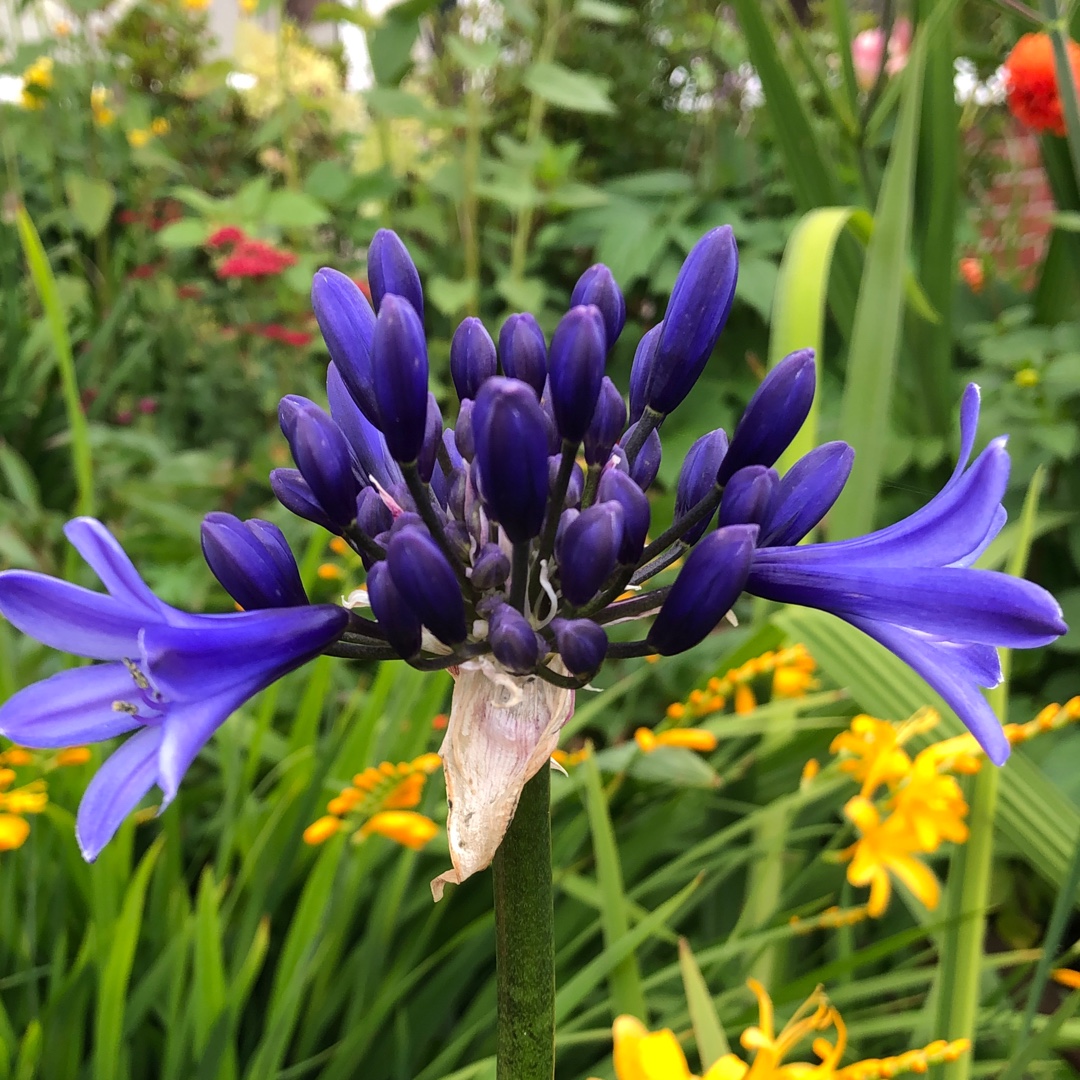 Agapanthus Pretty Heidy in the GardenTags plant encyclopedia African Lily Pretty Heidy in the GardenTags plant encyclopedia