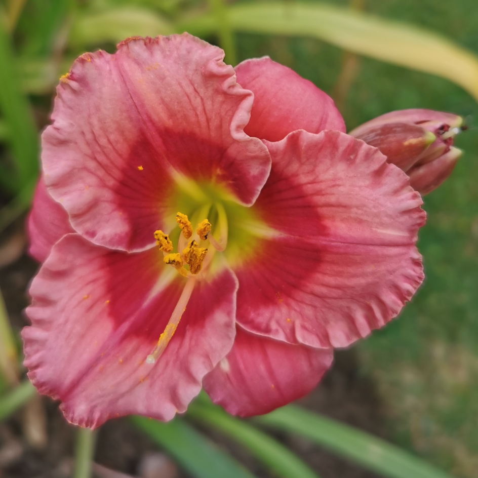 Hemerocallis Cherry Valentine in the GardenTags plant encyclopedia Daylily Cherry Valentine in the GardenTags plant encyclopedia
